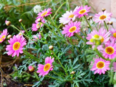 中庭の色鮮やかな花