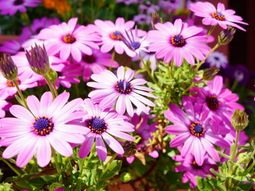 ピンクの花が咲く中庭