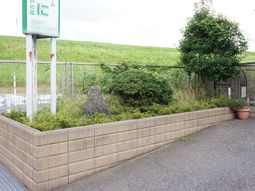 緑豊かな中庭風景