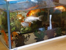 ゆったり金魚水槽