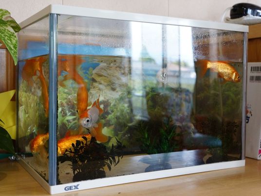 金魚が泳ぐアクアリウム