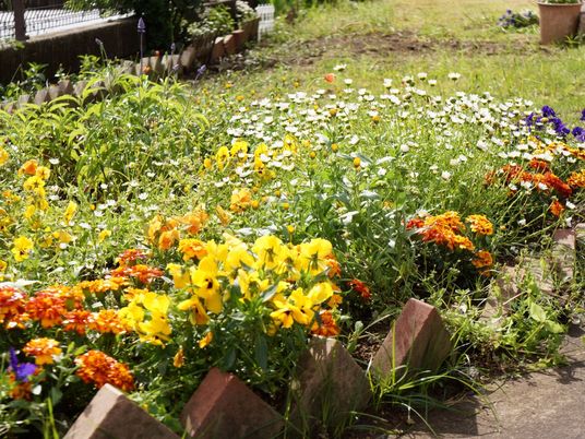 カラフルな花が咲く庭