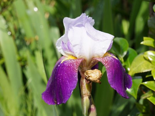 紫と白のアヤメの花