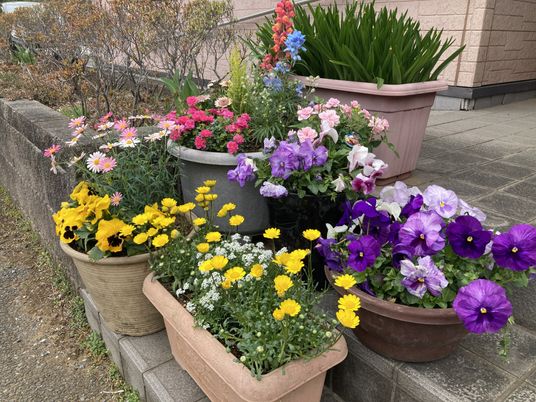 彩り豊かな鉢植えの花