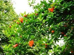 橙色の花が咲く緑の樹木
