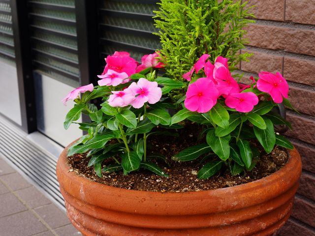 エントランスの鮮やかな植物