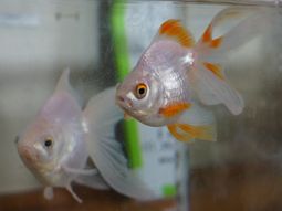 金魚がいるアクアリウム