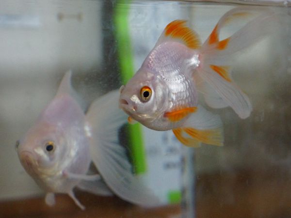 金魚がいるアクアリウム