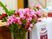 ピンクの花がある室内