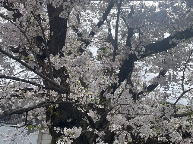 桜