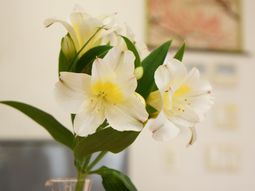 白い花のクローズアップ