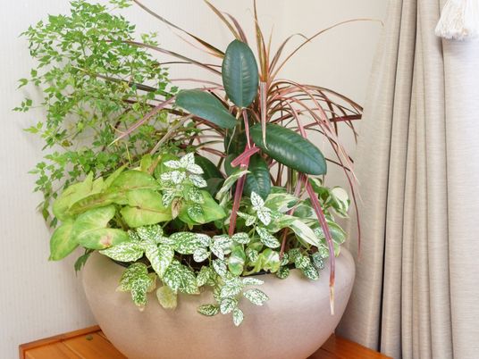植物が並ぶ室内コーナー
