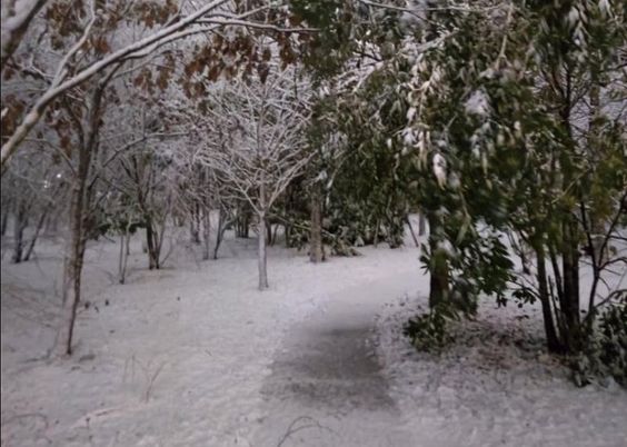 雪に覆われた小道