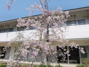 桜が咲く外観  