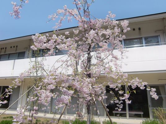 桜が咲く外観  