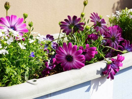 色鮮やかな花のプランター
