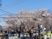 桜並木の中庭