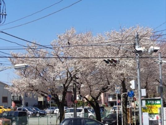 桜並木の中庭
