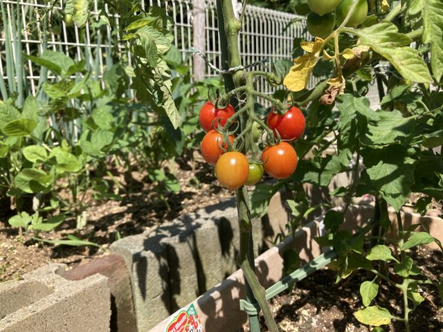 赤い実が成った庭 庭 太陽の光を浴びて、色鮮やかに育った野菜が実っています。自然と触れ合える穏やかな空間です。