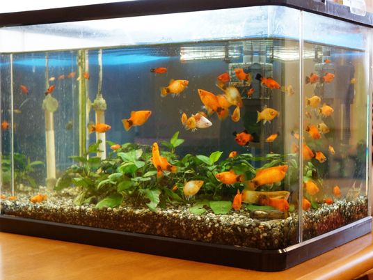 色とりどりの金魚の水槽