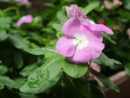 雨の滴の花と葉