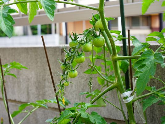 緑のトマトが育つ中庭