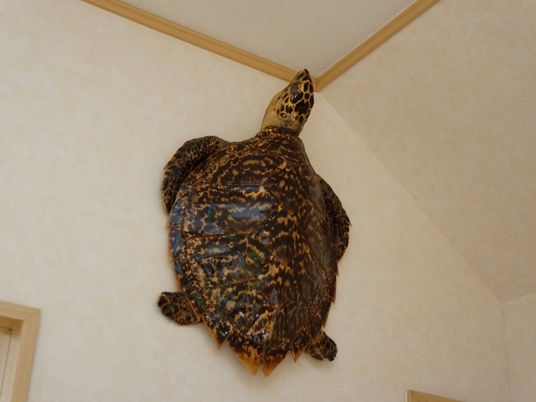 壁に掛けられたカメの装飾