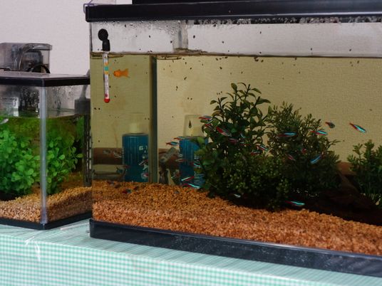 多様な魚がいる水槽