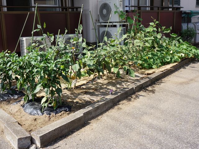 緑豊かな施設の庭 菜園 手入れが行き届いた植物が育つ施設の外側で、心地良い空間が広がっています。自然と触れ合う機会も提供しており、リフレッシュにも最適です。