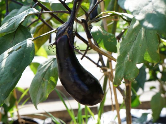 成熟したナスが植物に