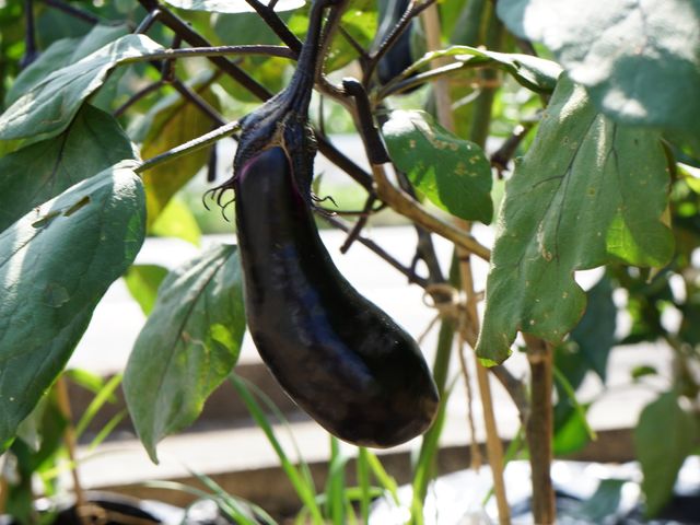 成熟したナスが植物に 菜園 生活の中で楽しむ園芸活動の一コマです。施設の中では、季節の変わり目を感じながらガーデニングをお楽しみいただけます。