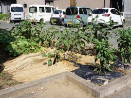 中庭の植物と車両