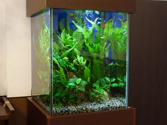 清潔な水槽と緑の植物