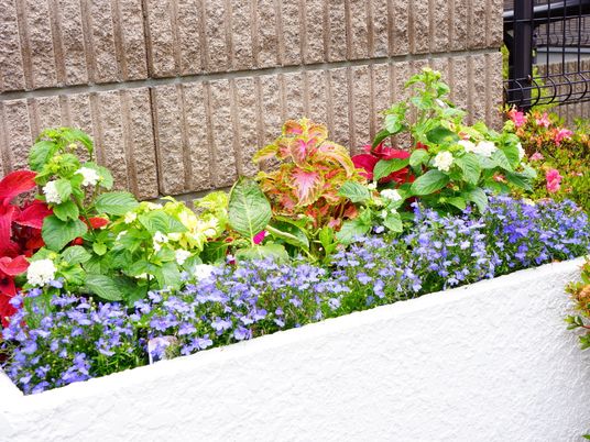カラフルな植物の庭