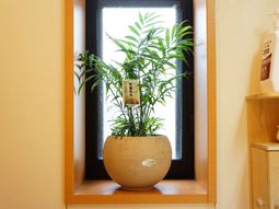 窓辺の観葉植物