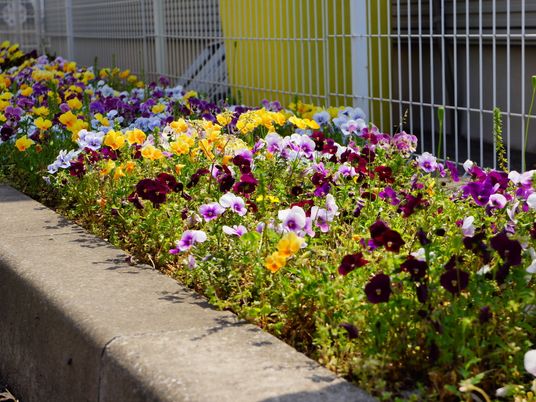 色とりどりの花壇