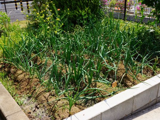 緑豊かな野菜畑