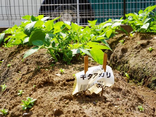 緑豊かな植物中庭