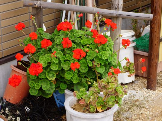 赤い花が咲く植物と庭
