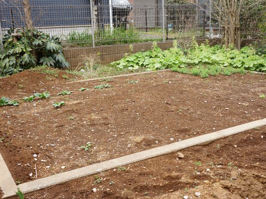 庭の手入れされた野菜畑
