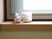 ぬいぐるみが置かれた窓辺