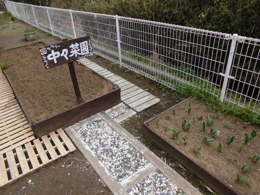 中庭の菜園  