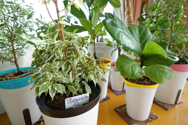 植木鉢の並ぶ窓辺