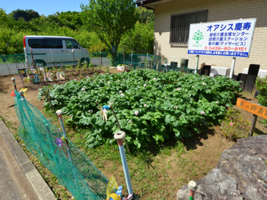 庭の菜園と建物  