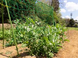 菜園エリアの状況