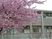桜と建物の外観  