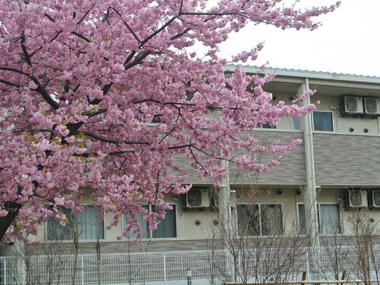桜と建物の外観  