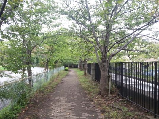 緑豊かな散策路