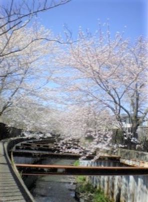 桜並木の中庭