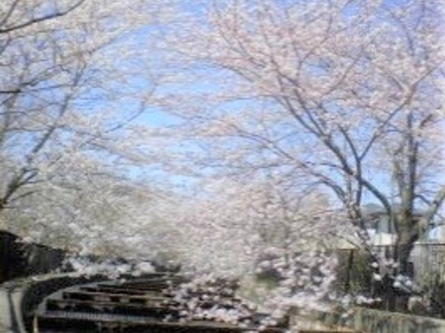 桜並木の中庭 綺麗な桜 四季折々の自然を感じられる中庭で、心安らぐひとときをお過ごしいただけます。